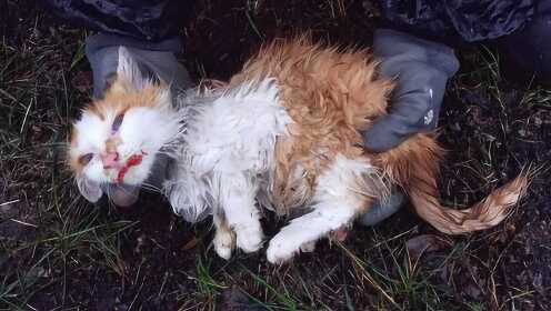 老外发现小猫被困树上，救下时已奄奄一息，网友：太遭罪了！