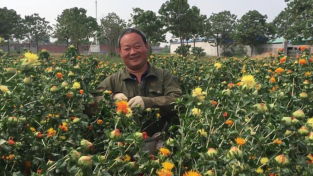 农村大哥种植这种花,收购价达到46元1斤,一亩半地收入多少钱?