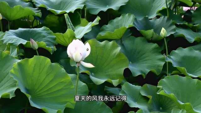 夏天的风轻轻吹吹过,荷花池格外的美丽!我和你的夏天,风轻轻的说着!