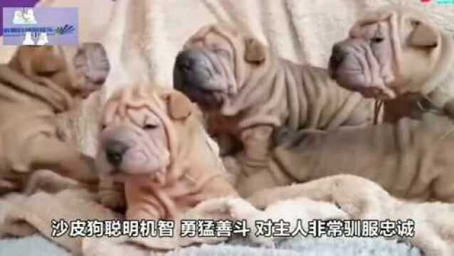 看一看这两种世界名犬