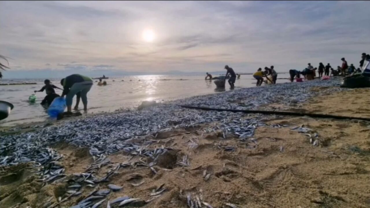 菲律宾一度假海滩大量沙丁鱼搁浅,当地的人们感觉受到了“祝福”