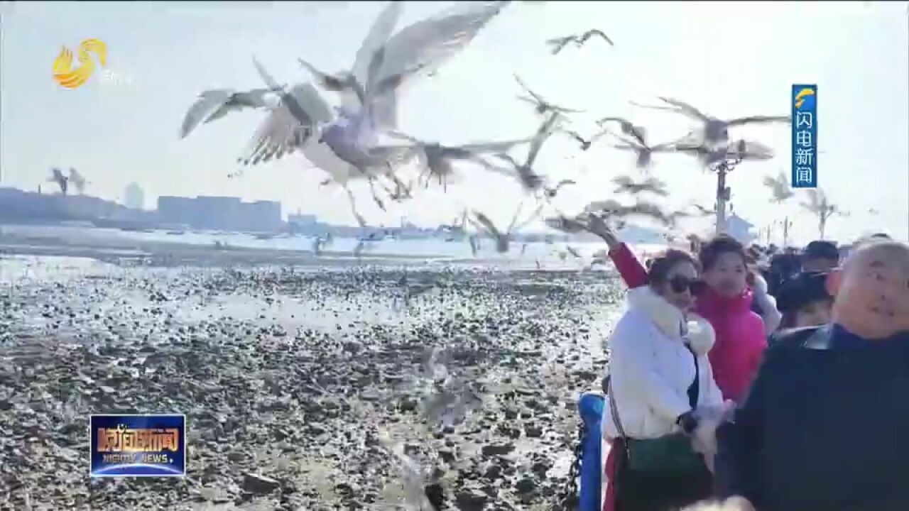 海鸥如约而至!戏鸥景观再现青岛栈桥,来一场双向奔赴的“鸥遇”