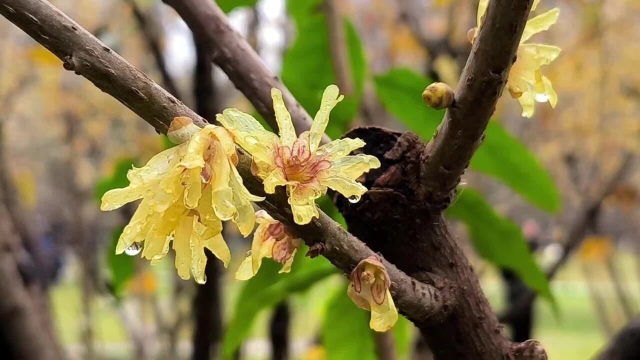 腊八节蜡梅开,细雨丝丝花香浓