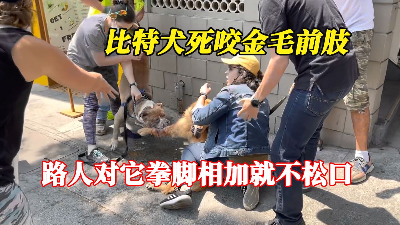 恶犬死咬金毛前肢,路人对它拳脚相加就不松口,金毛手恐怕被咬碎