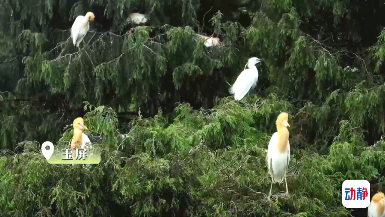 鹭鸟翩跹聚贵州:“这里生态好,我们都知道!”