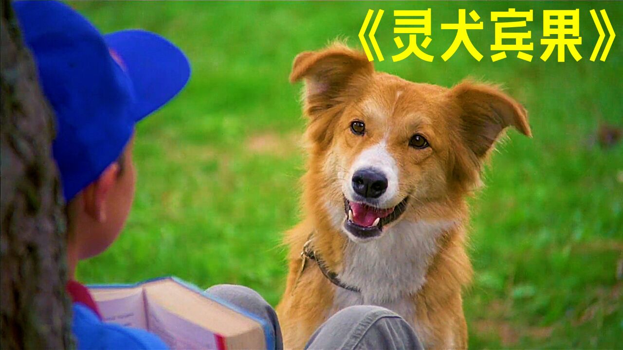 《灵犬宾果》:天资聪慧的狗狗,身世却十分悲惨