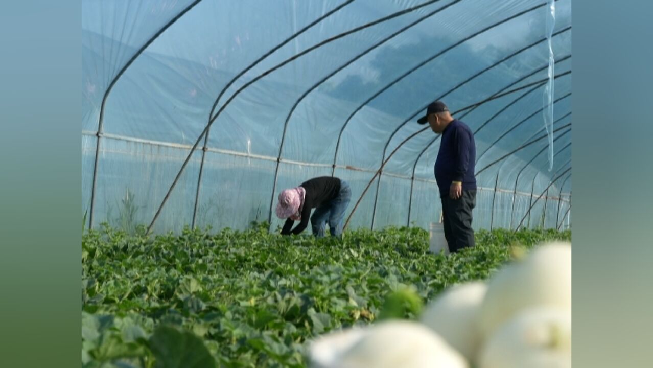 科技赋能甜瓜早上市 饱了口福鼓了腰包