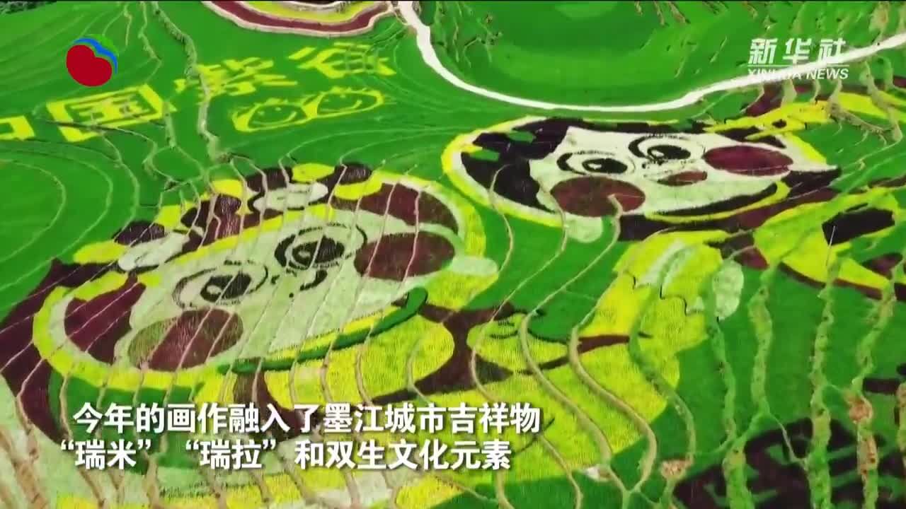 云南墨江种出来的稻田画