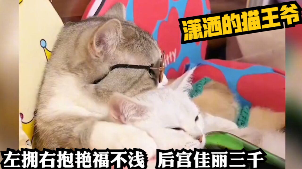 潇洒的猫王爷!左拥右抱艳福不浅,后宫佳丽三千