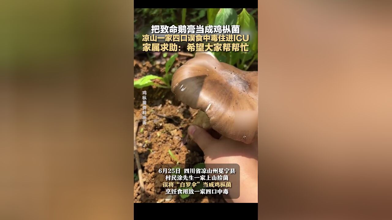 把致命鹅膏当成鸡枞菌,凉山一家四口误食中毒住进ICU,家属求助