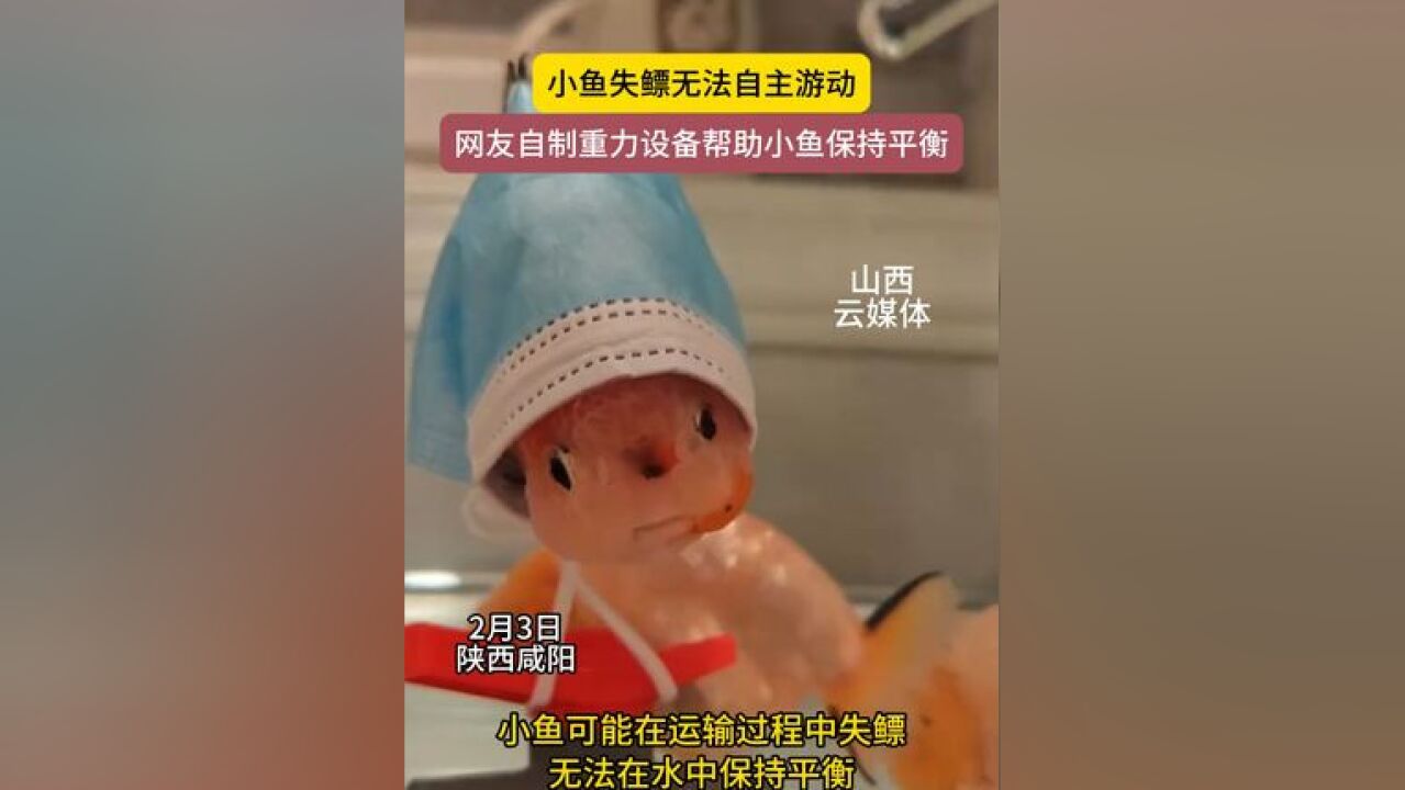 网友自制设备帮助失鳔小鱼保持平衡,带上“帽子”的小鱼太可爱了