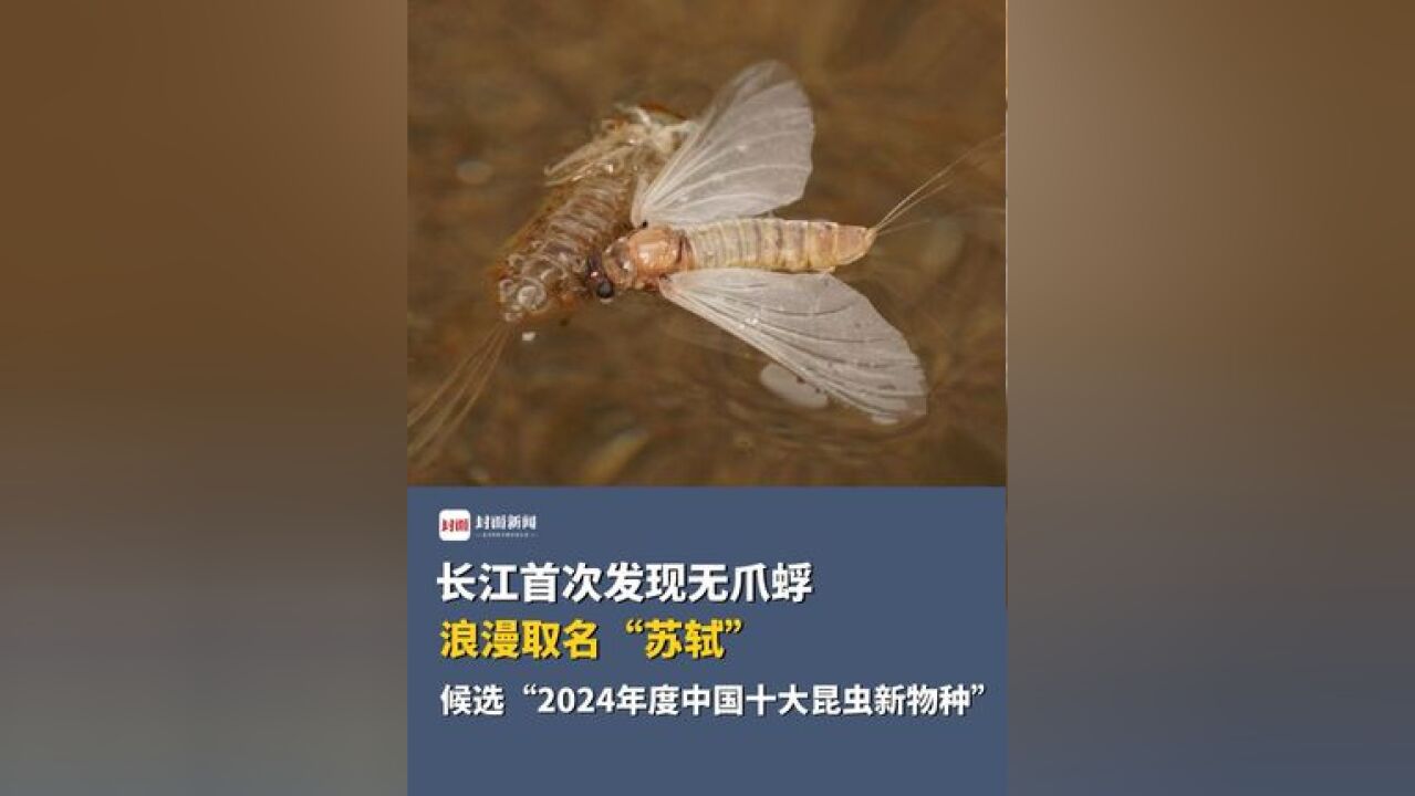 长江首次发现无爪蜉,浪漫取名“苏轼”,候选“2024年度中国十大昆虫新物种”