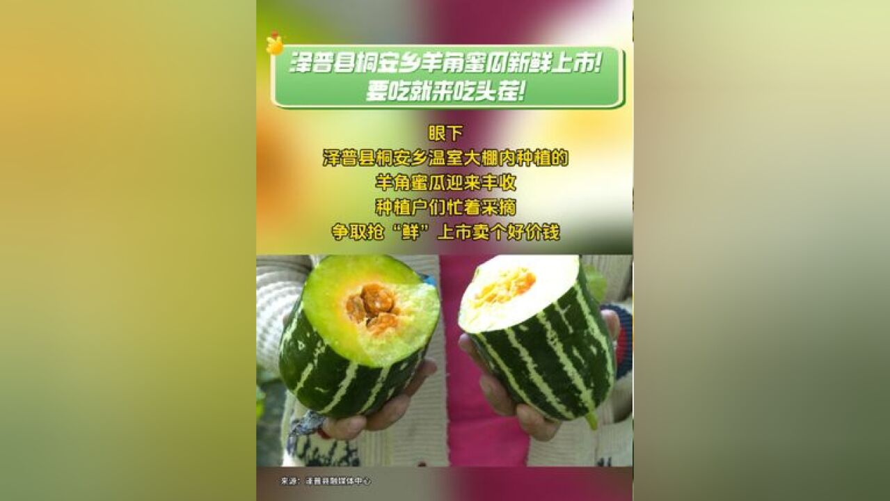 桐安乡羊角蜜瓜新鲜上市!要吃就来吃头茬!