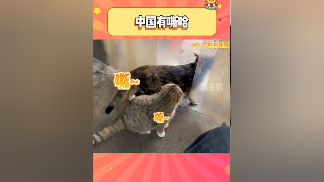 猫咪:我不出去行了吧,小心一会儿给店里抽成真空了!