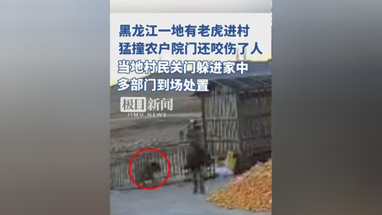 黑龙江一地有老虎进村,猛撞农户院门还咬伤了人.当地村民关门躲进家中,多部门到场处置(原创内容)