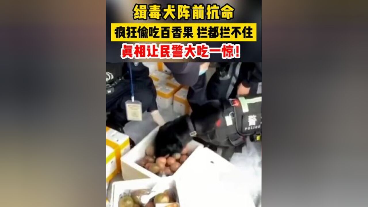 缉毒犬阵前抗命,疯狂偷吃百香果,拦都拦不住!真相让民警大吃一惊!