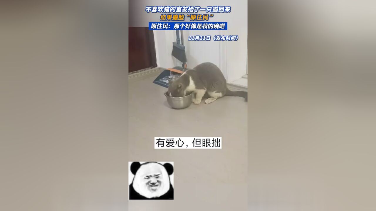 不喜欢猫的室友捡了一只猫回来,结果撞脸“原住民”