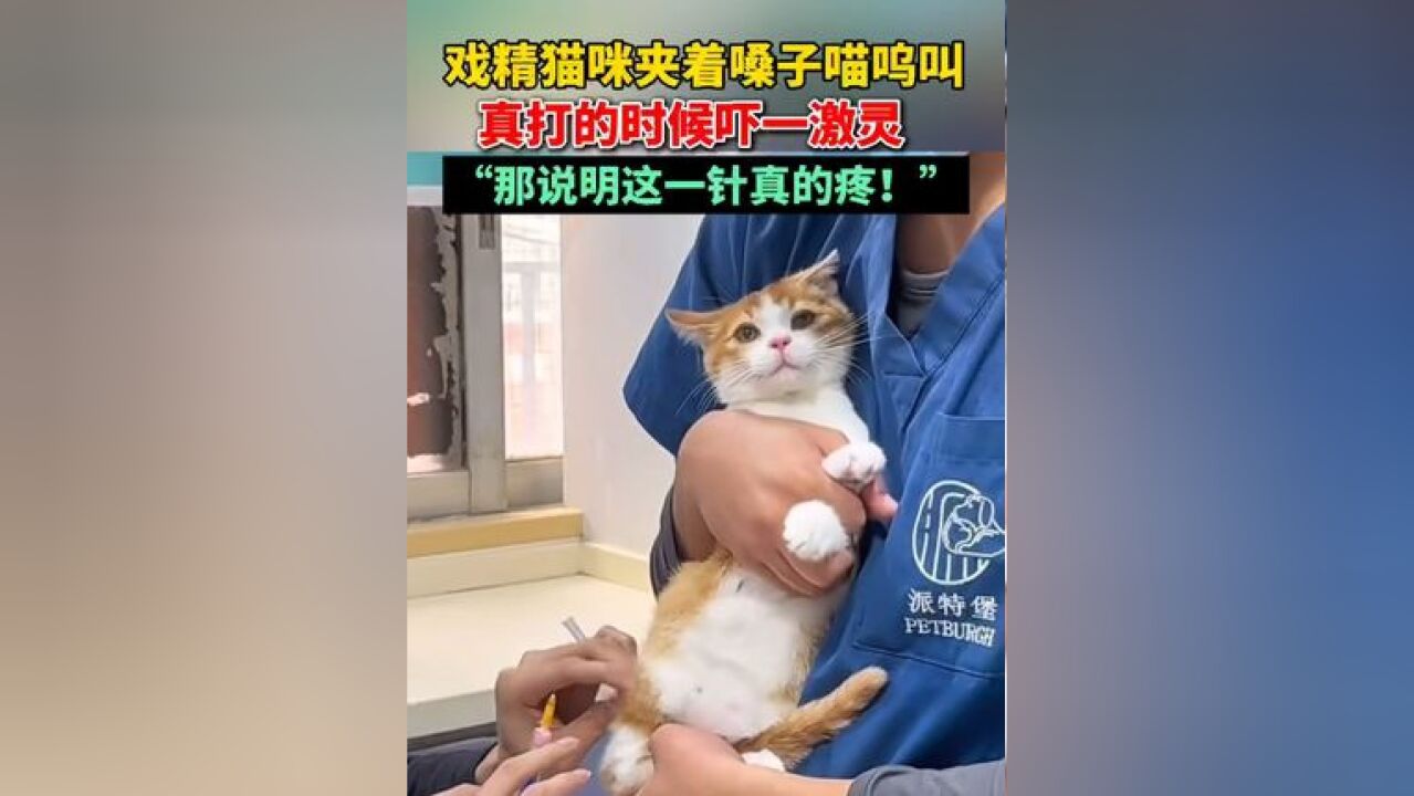 戏精猫咪夹着嗓子喵呜叫,真打的时候吓一激灵,“那说明这一针真的疼!” #治愈系猫咪 #戏精猫咪