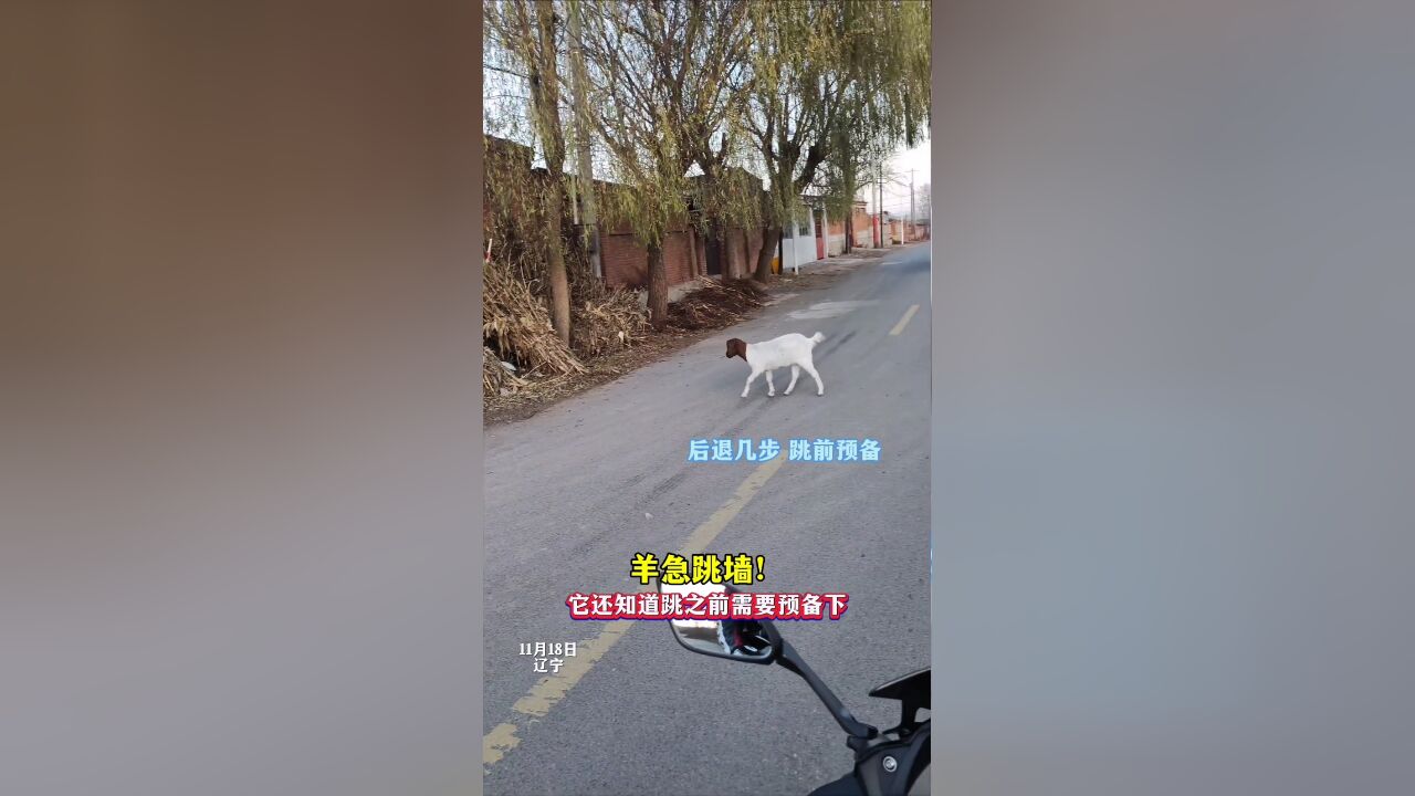 羊急跳墙!它还知道跳之前需要预备下