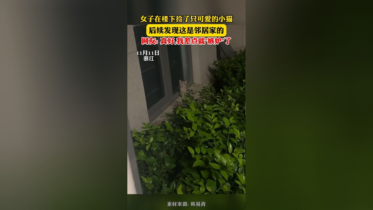 女子在楼下捡了只可爱的小猫,后续发现这是邻居家的