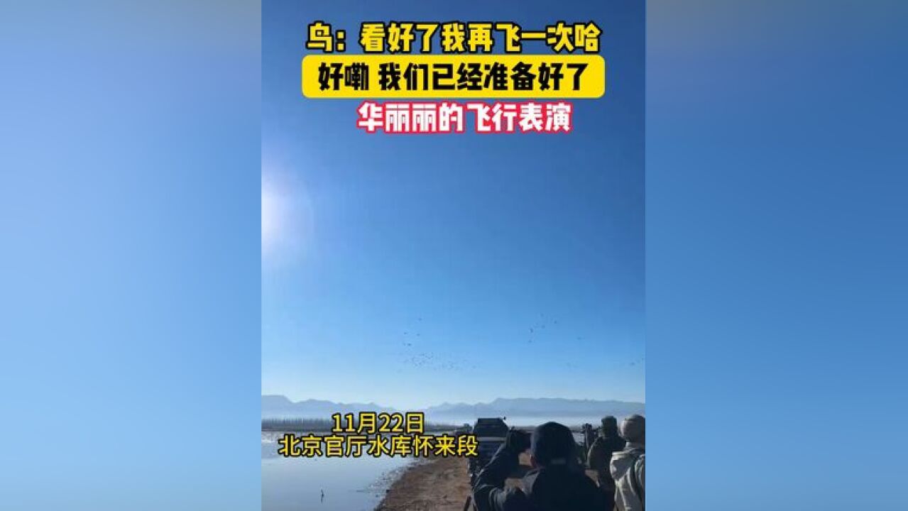 鸟:看好了我再飞一次哈!华丽丽的飞行表演