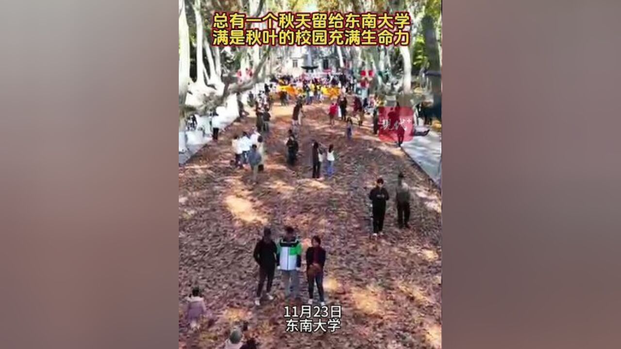 总有一个秋天留给东南大学!当油纸伞与梧桐叶同框,美到极致