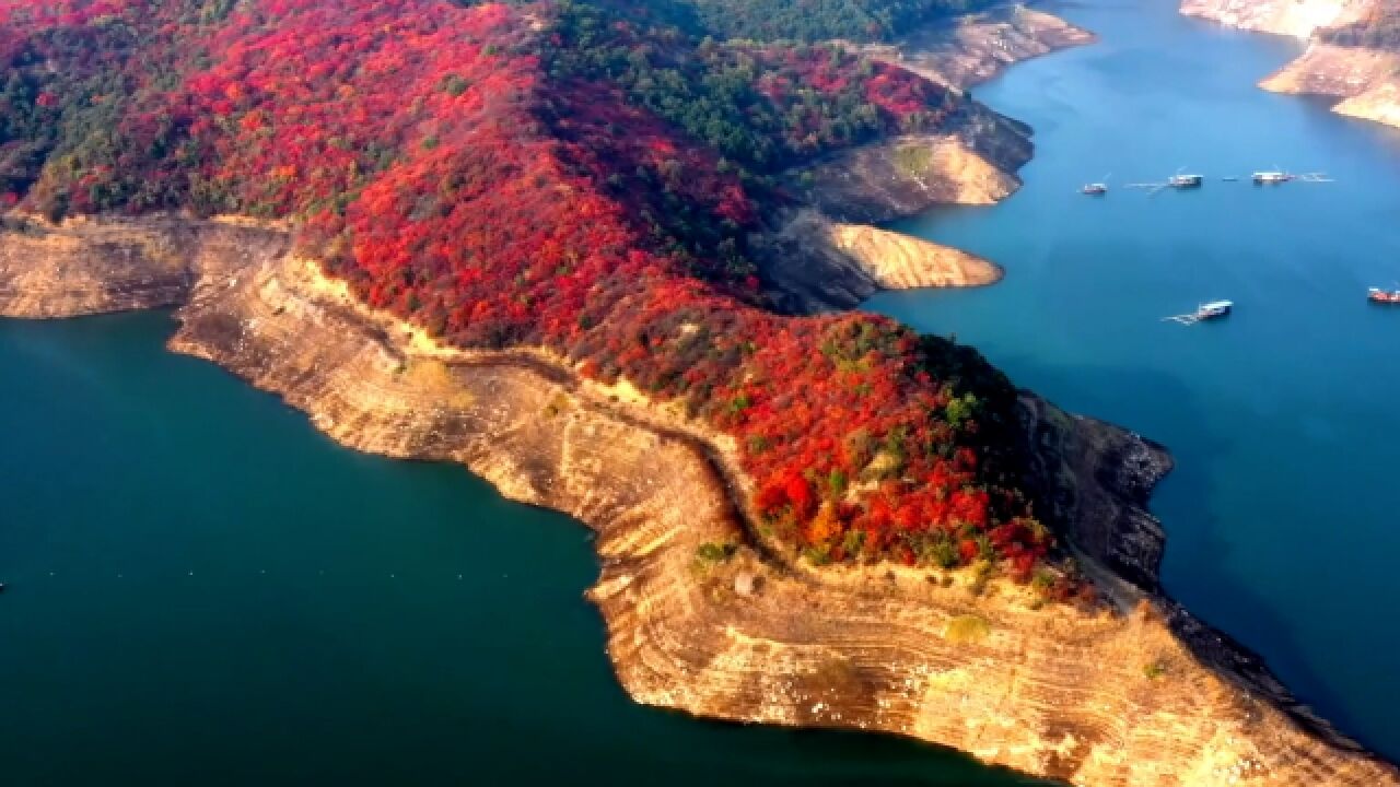 秋意浓!河南济源漫山遍野枫林如火