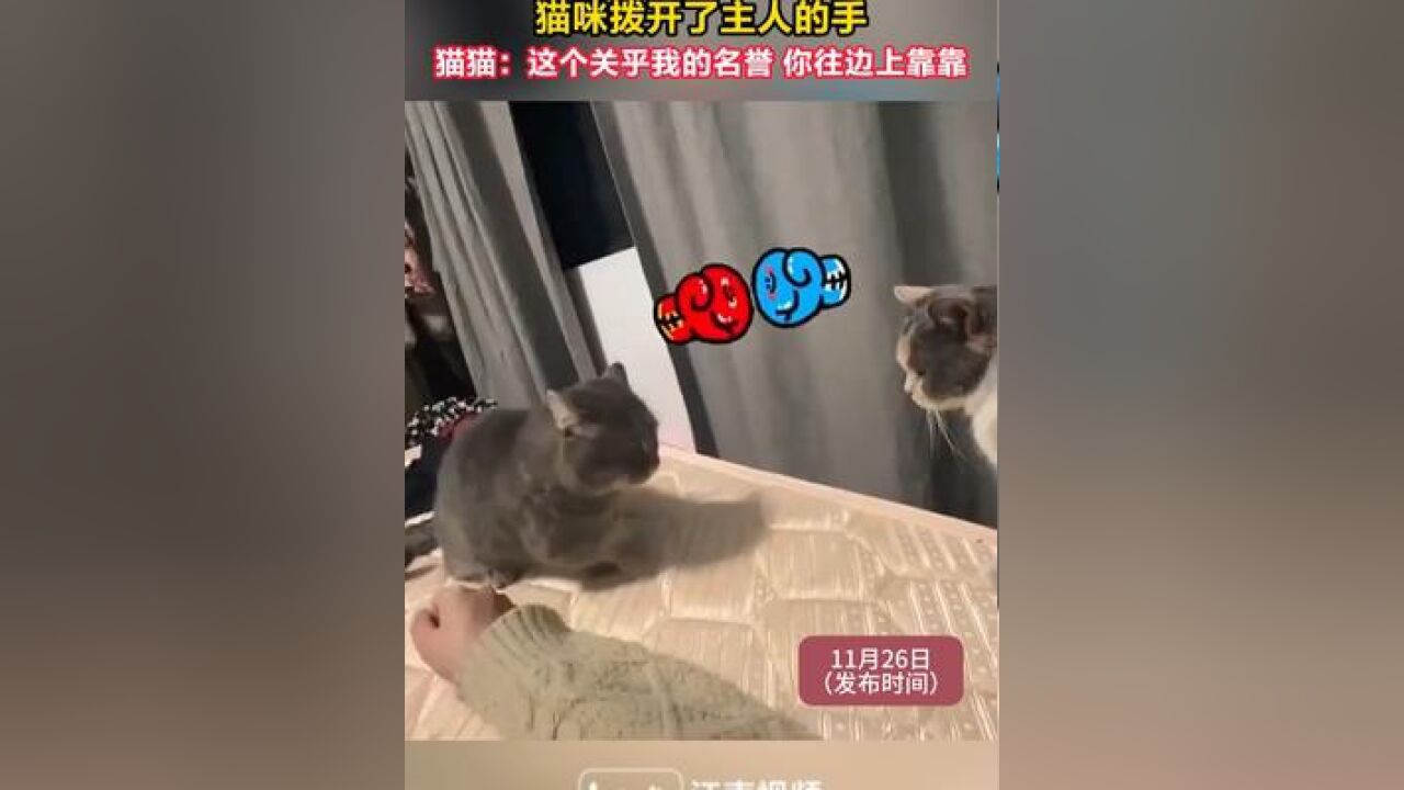 两只猫咪要打架,主人想阻拦,猫咪拨开了主人的手 猫猫:这个关乎我的名誉 你往边上靠靠