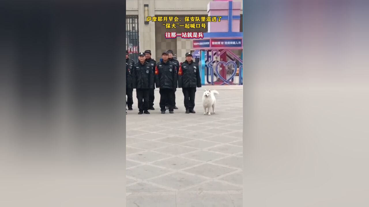 萨摩耶开早会,保安队里混进了“保犬”一起喊口号,往那一站就是兵