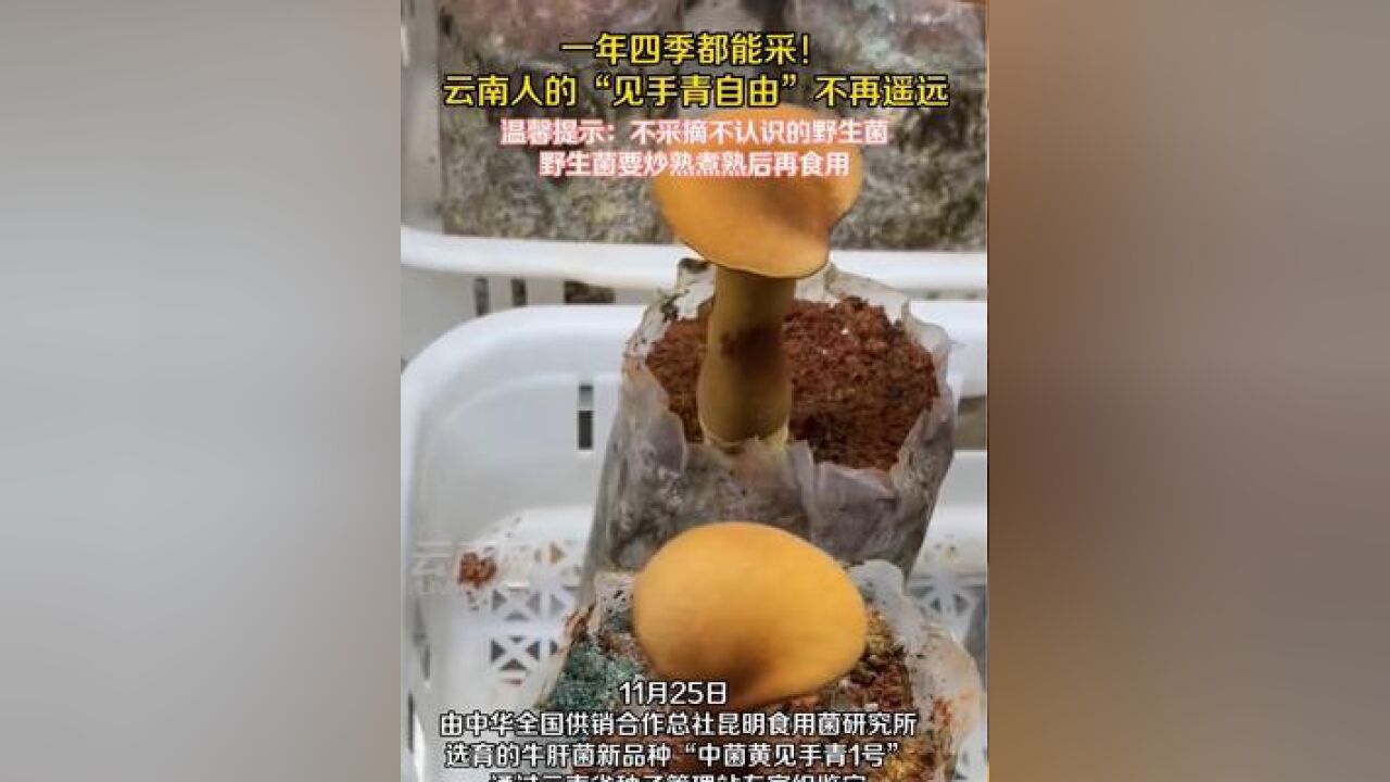 一年四季都能采!云南人的“见手青自由”不再遥远