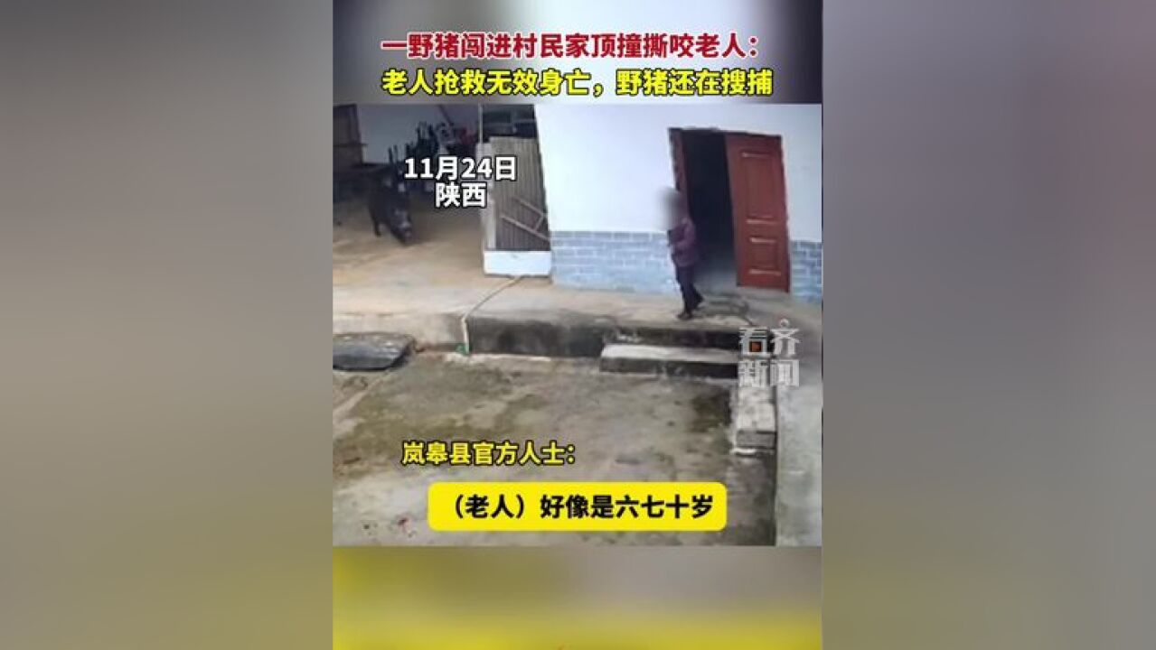 陕西一野猪闯进村民家顶撞撕咬老人: 老人抢救无效身亡,野猪还在搜捕