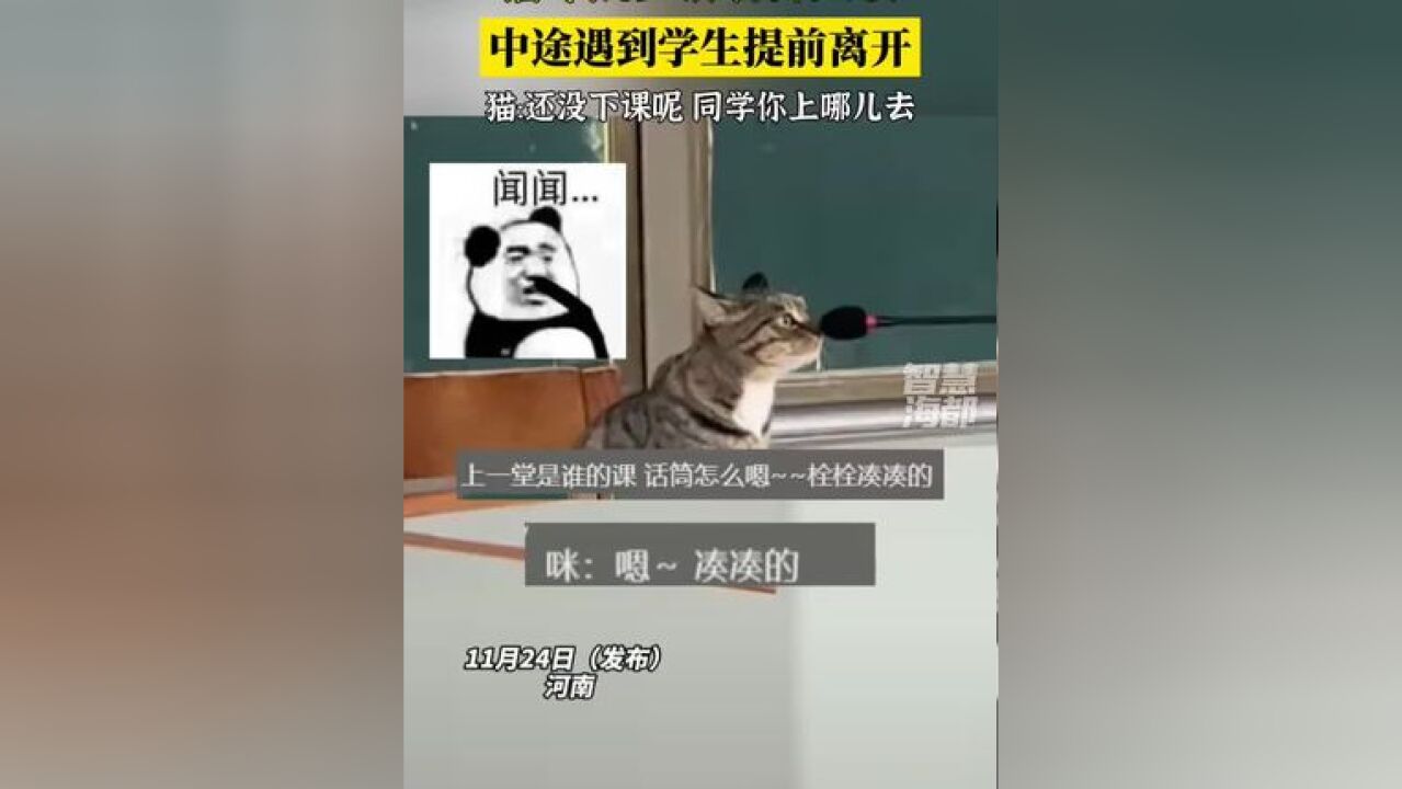 猫咪跳上讲台开大会,中途遇到学生提前离开,猫:还没下课呢,同学你上哪儿去