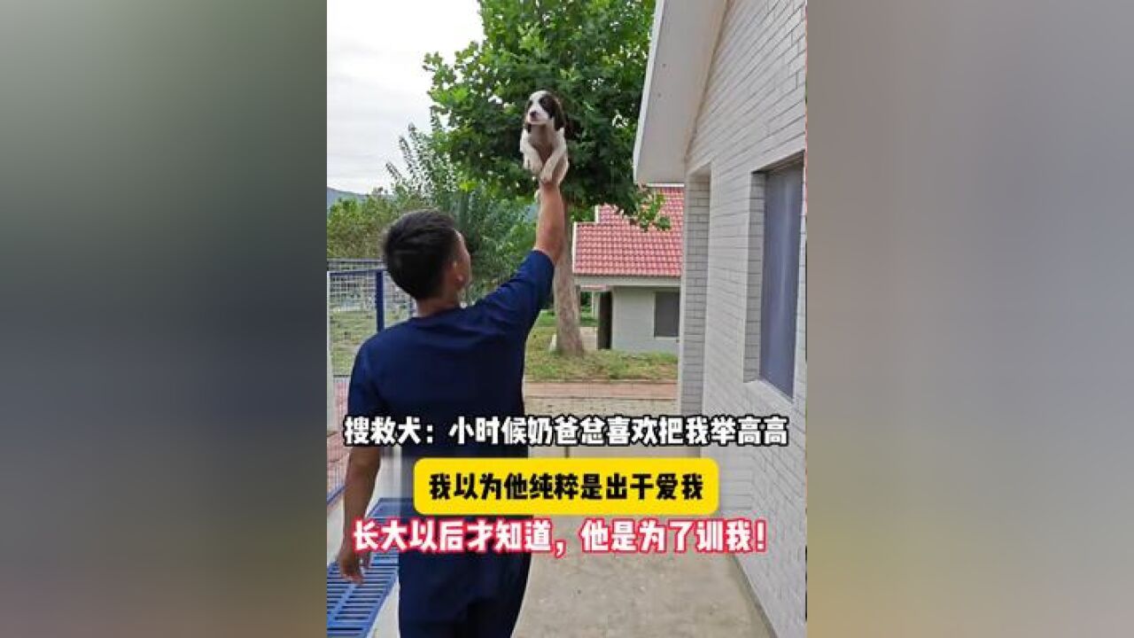 一只搜救犬的自述,太搞笑了!小时候奶爸总喜欢把我举高高,我以为他是爱我,长大以后才知道,他是为了训我!