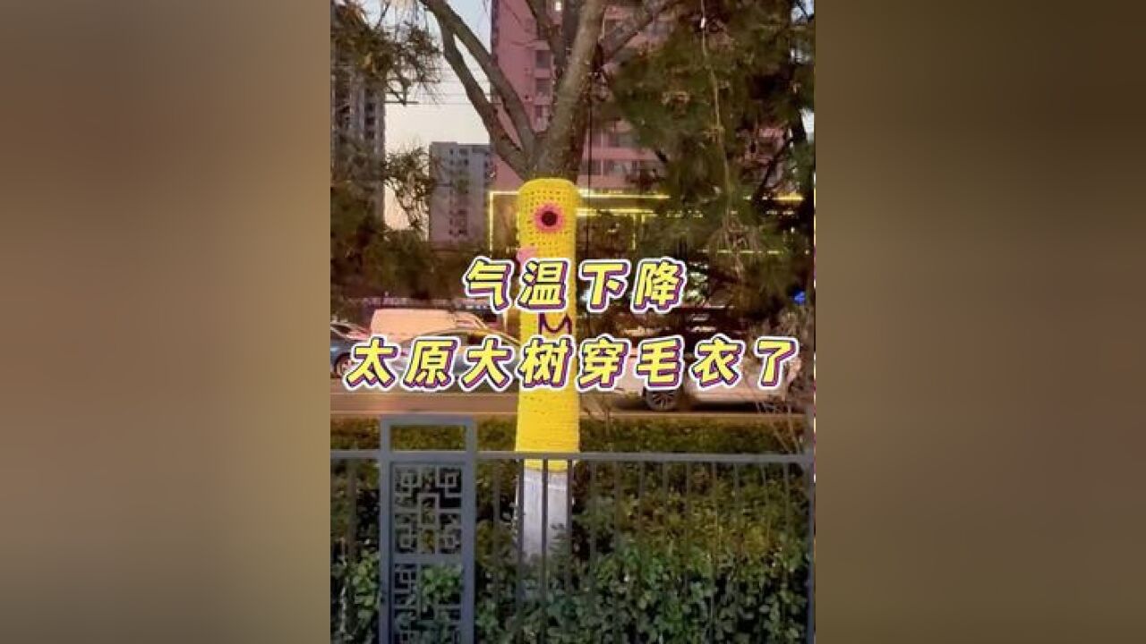 气温下降 太原大树穿毛衣了 记得添衣保暖,树都有人给织毛衣那你呢