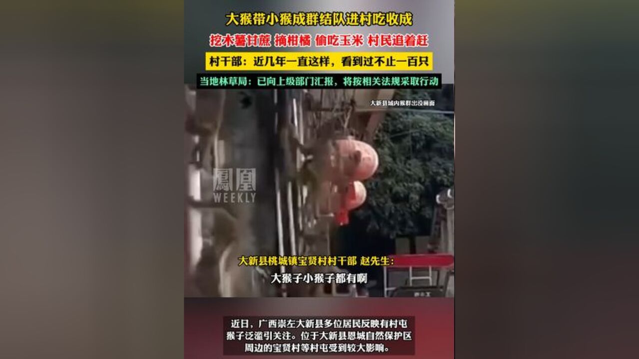 大猴带小猴成群结队进村吃收成,村民追着赶,村干部:近几年一直这样,看到过不止一百只