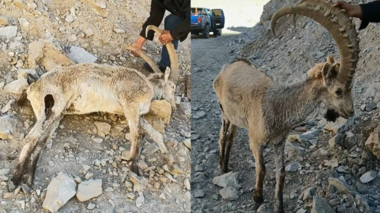 男子昆仑山探险发现北山羊尸体,完整无缺已被风干,一对羊角超漂亮