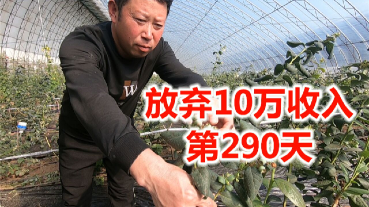 放弃十多万稳定收入,丹东草莓大棚改种蓝莓第290天,情况如何?