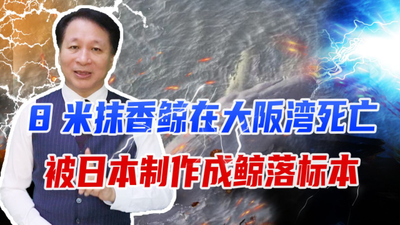 8米抹香鲸在大阪湾死亡,被日本制作成鲸落标本,时间可达100年