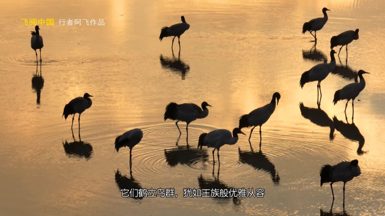 走过那片浅浅的草海,遇见那群美丽的黑颈鹤……