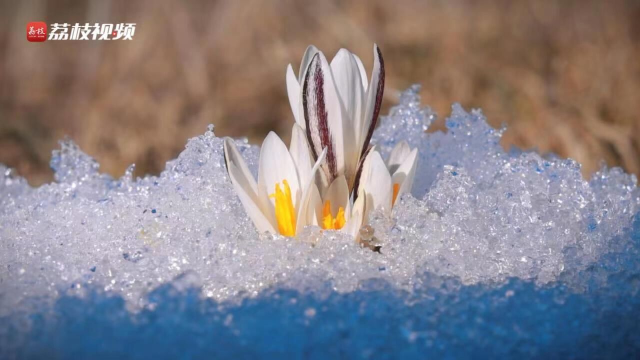 春天的风已达天山脚下!新疆顶冰花破雪而出含苞吐萼