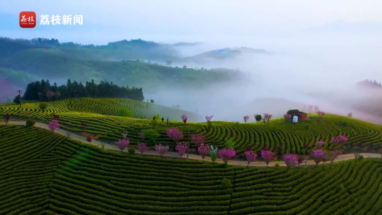 遥望茶山云雾绕,茶香醉心人神往!安徽宣城凤凰山茶园轻雾缭绕宛若仙境