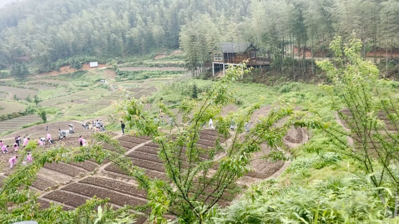 初中劳动课校长带学生下地种花生:感知父辈辛苦,学会勤俭节约