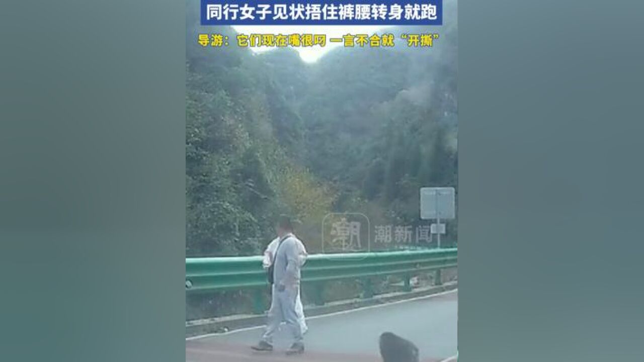 男子被猴群围攻扒下裤子,同行女子见状捂住裤腰转身就跑,当地导游:它们现在嘴很叼,一言不合就“开撕”