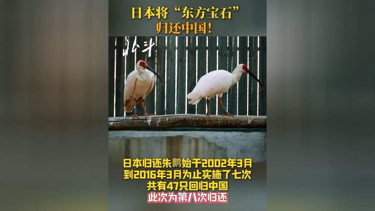 日本将“东方宝石”归还中国!已入住北京动物园