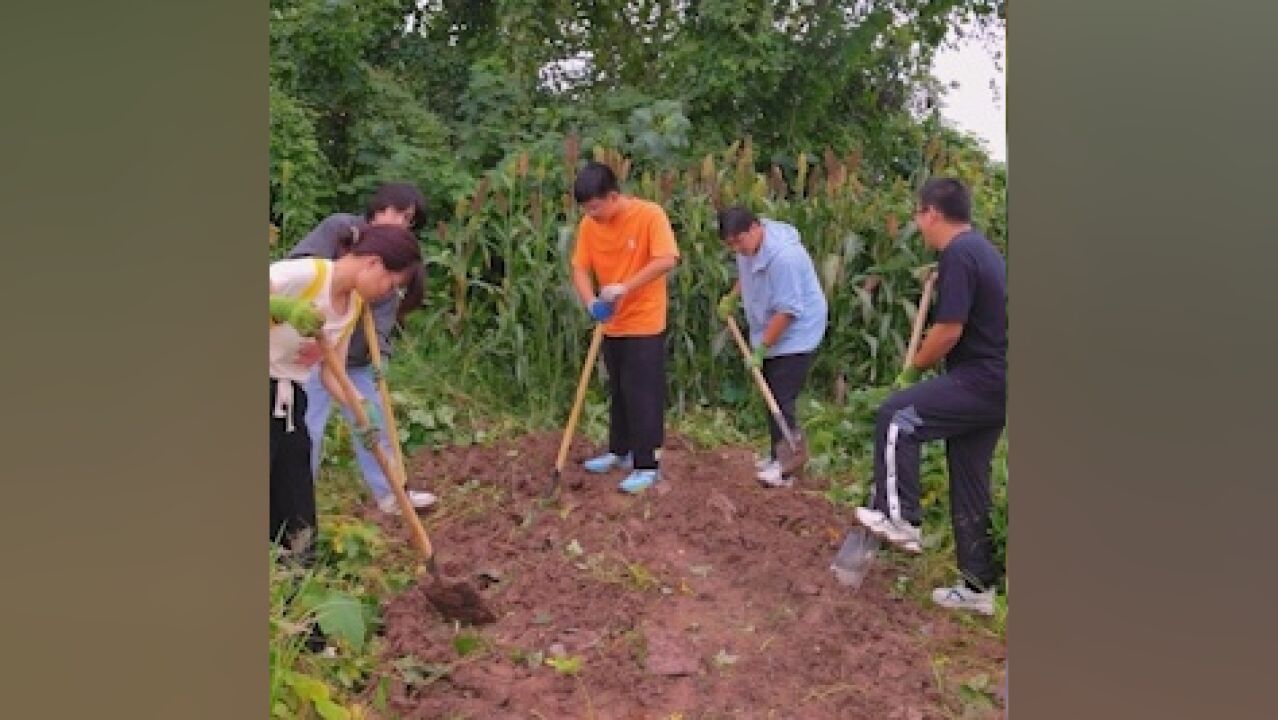 湖北一高校大学生校园内割稻庆祝丰收节