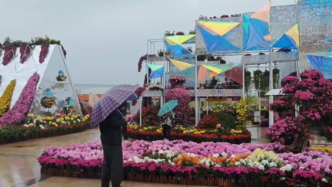 秋风起细雨落,赏菊热情不减