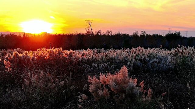 博览视频丨淄川柳泉湿地公园:风一吹便摇曳成仙境