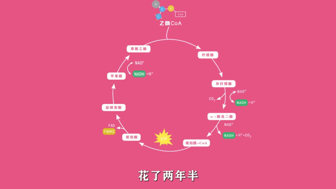 三羧酸循环:花了两年半终于学会了#大学知识 #生物化学 #一起学习 #柠檬酸循环