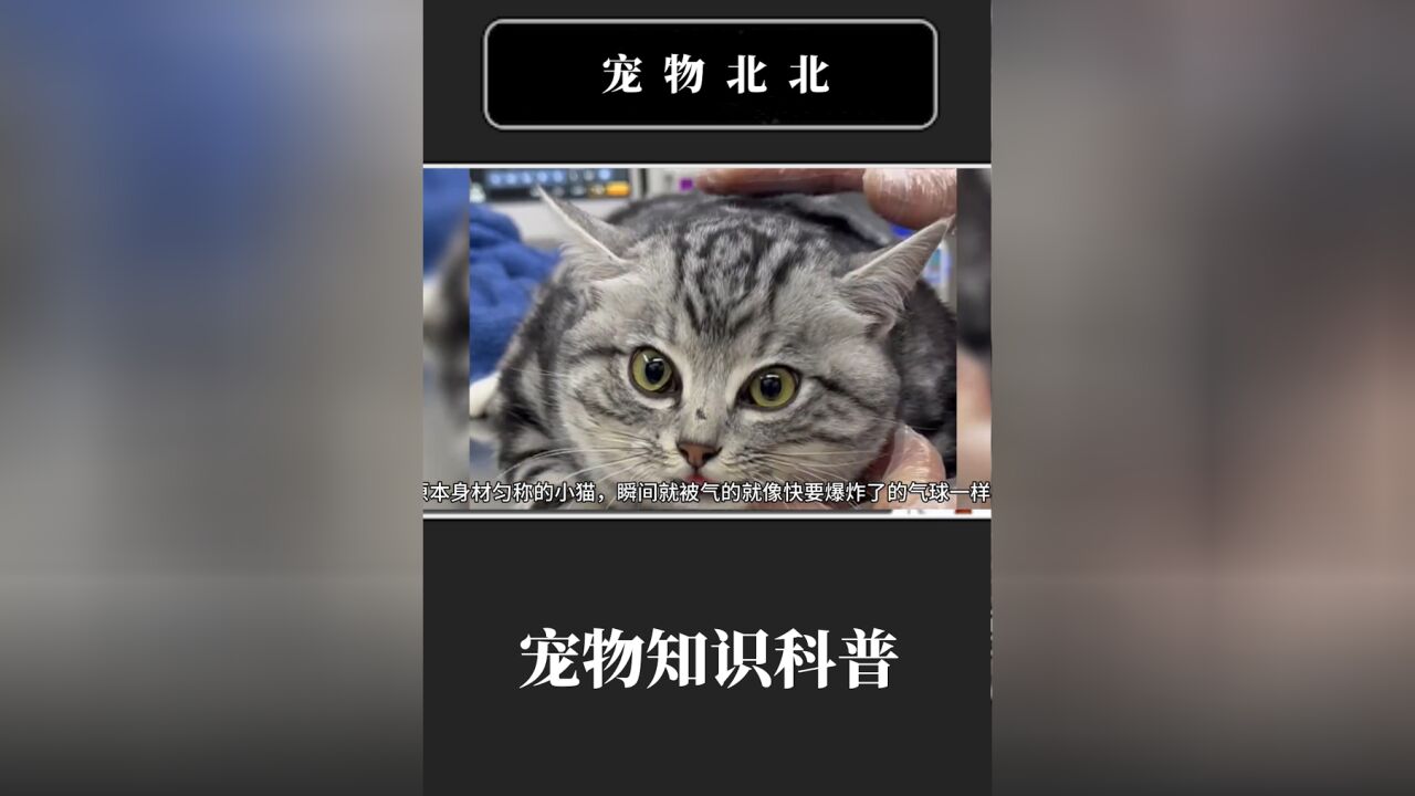 猫咪和狗约架把自己气成了河豚,虽然看上去很搞笑,但是真的很危险