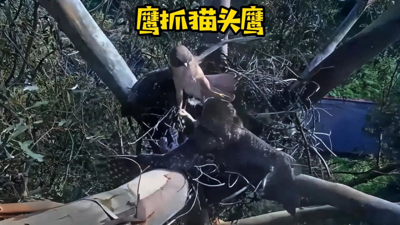 红尾鹰想抓猫头鹰,结果被打跑了|纪录片